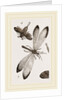 Insects in the Imago state by Anonymous
