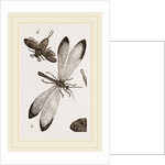 Insects in the Imago state by Anonymous