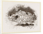 Humble-Bees and Nests by Anonymous