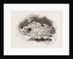 Humble-Bees and Nests by Anonymous
