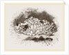 Humble-Bees and Nests by Anonymous