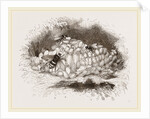 Humble-Bees and Nests by Anonymous