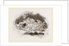 Humble-Bees and Nests by Anonymous