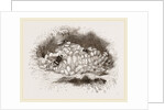 Humble-Bees and Nests by Anonymous