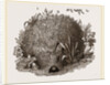 Carder-Bees Nest by Anonymous