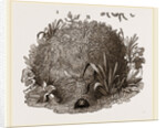 Carder-Bees Nest by Anonymous