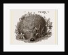 Carder-Bees Nest by Anonymous