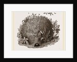 Carder-Bees Nest by Anonymous
