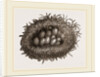 Carder-Bees' Nest and Cells by Anonymous