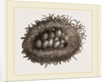 Carder-Bees' Nest and Cells by Anonymous