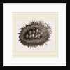 Carder-Bees' Nest and Cells by Anonymous