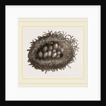 Carder-Bees' Nest and Cells by Anonymous