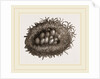 Carder-Bees' Nest and Cells by Anonymous