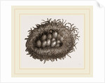 Carder-Bees' Nest and Cells by Anonymous