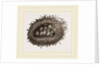 Carder-Bees' Nest and Cells by Anonymous