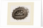 Carder-Bees' Nest and Cells by Anonymous