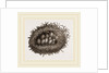 Carder-Bees' Nest and Cells by Anonymous