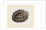 Carder-Bees' Nest and Cells by Anonymous