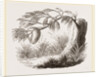 Wasps' Nest on Willow by Anonymous