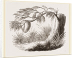 Wasps' Nest on Willow by Anonymous
