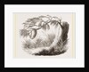 Wasps' Nest on Willow by Anonymous
