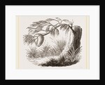 Wasps' Nest on Willow by Anonymous