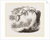Wasps' Nest on Willow by Anonymous