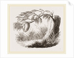 Wasps' Nest on Willow by Anonymous
