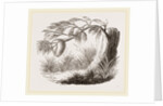 Wasps' Nest on Willow by Anonymous