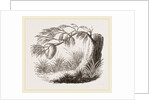Wasps' Nest on Willow by Anonymous