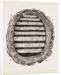 Section of Wasps' Nest by Anonymous