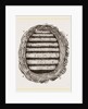 Section of Wasps' Nest by Anonymous