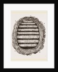 Section of Wasps' Nest by Anonymous