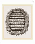 Section of Wasps' Nest by Anonymous