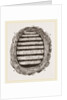 Section of Wasps' Nest by Anonymous