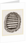 Section of Wasps' Nest by Anonymous