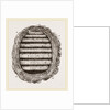 Section of Wasps' Nest by Anonymous