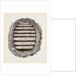 Section of Wasps' Nest by Anonymous