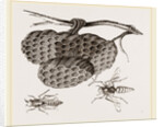Epipone nidulans and Nest by Anonymous