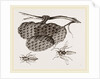 Epipone nidulans and Nest by Anonymous