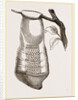 Pendent Wasps Nest from Cayenne by Anonymous
