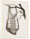 Pendent Wasps Nest from Cayenne by Anonymous