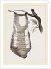 Pendent Wasps Nest from Cayenne by Anonymous