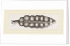 Termite Queen distended with Eggs by Anonymous