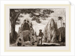 Nests of Termites by Anonymous