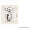 Scarabaei from Egyptian Monuments by Anonymous