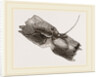 Capricorn Beetle by Anonymous