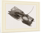 Capricorn Beetle by Anonymous