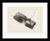 Capricorn Beetle by Anonymous