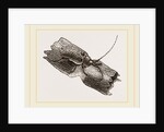 Capricorn Beetle by Anonymous